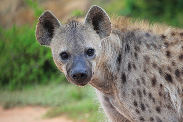 Hyena in Addo