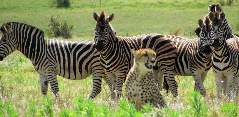 Zebra and cheetah in Addo Elephant Park