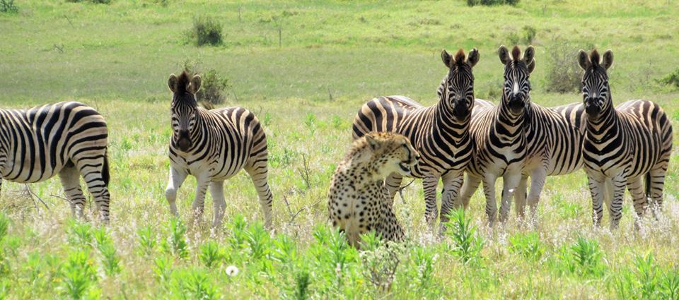 Zebra and cheetah in Addo Elephant Park