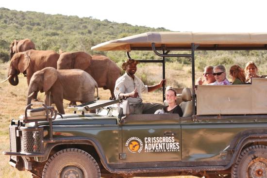 Chrislin Guests visit Addo in CrissCross open safari vehicle