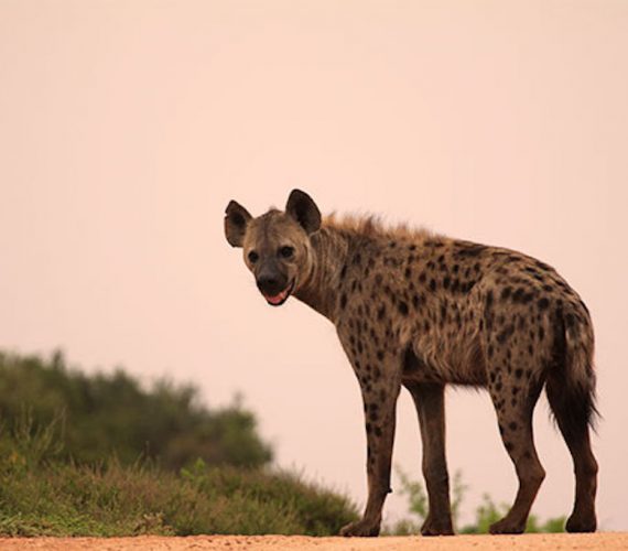 Addo Wildlife: Spotted Hyena