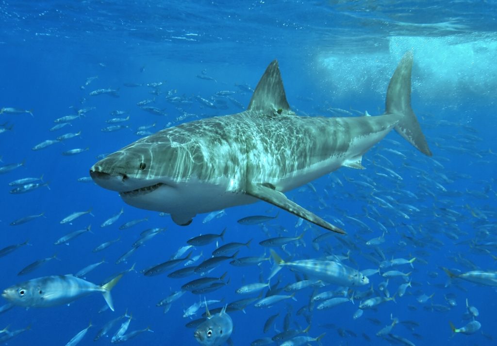 Great White Shark Addo Big 7