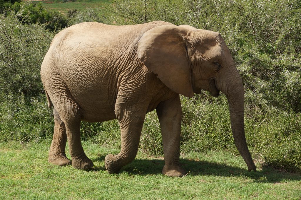Addo Female Tuskless Elephant
