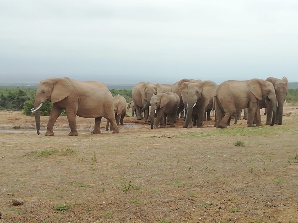 Female Addo tuskers: Cheeky Chops and Catherina born in 1970 and 1974. Photo: De Old Drift Tours - Addo
